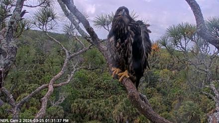 NE Florida Eagles Live Webcam - Mar 25, 2026, 1:32pm EDT