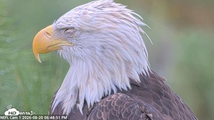 NE Florida Eagles Live Webcam - Aug 20, 2026, 6:49pm EDT