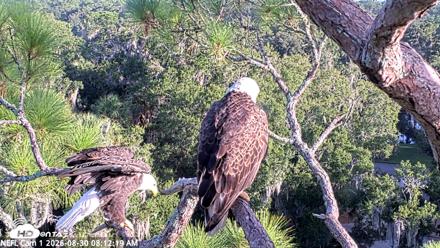 NE Florida Eagles Live Webcam - Aug 30, 2026, 8:13am EDT