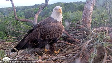 NE Florida Eagles Live Webcam - Apr 27, 2026, 7:38am EDT