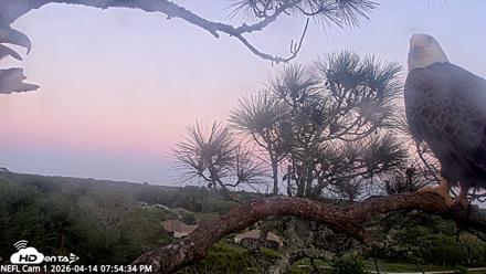 NE Florida Eagles Live Webcam - Apr 14, 2026, 7:55pm EDT