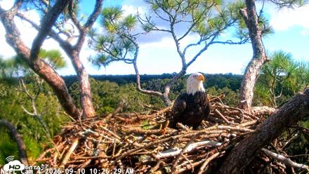 NE Florida Eagles Live Webcam - Sep 10, 2026, 10:27am EDT
