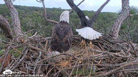 NE Florida Eagles Live Webcam - Oct 18, 2026, 9:47am EDT