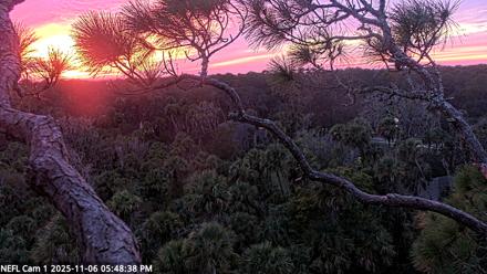 NE Florida Eagles Live Webcam - Nov 6, 2025, 5:49pm EST