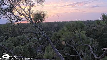 NE Florida Eagles Live Webcam - Aug 21, 2026, 7:51pm EDT