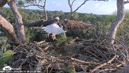 NE Florida Eagles Live Webcam - Sep 16, 2026, 8:25am EDT