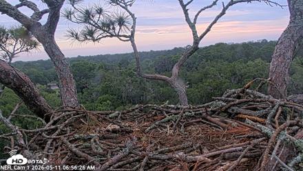 NE Florida Eagles Live Webcam - May 11, 2026, 6:57am EDT