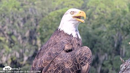 NE Florida Eagles Live Webcam - Sep 13, 2026, 2:34pm EDT
