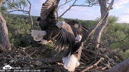 NE Florida Eagles Live Webcam - Sep 16, 2026, 8:13am EDT
