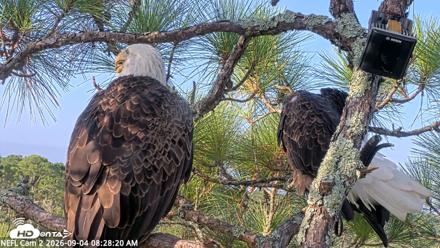 NE Florida Eagles Live Webcam - Sep 4, 2026, 8:29am EDT