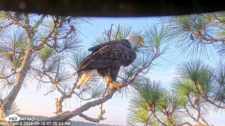 NE Florida Eagles Live Webcam - Sep 10, 2026, 7:32am EDT