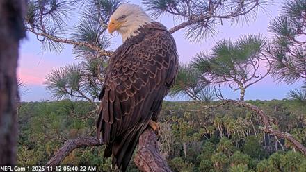 NE Florida Eagles Live Webcam - Nov 12, 2025, 6:41am EST