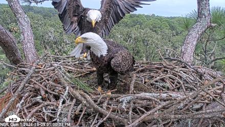 NE Florida Eagles Live Webcam - Oct 9, 2026, 1:01pm EDT