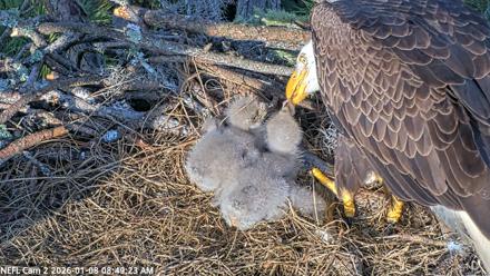 NE Florida Eagles Live Webcam - Jan 8, 2026, 8:50am EST