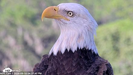 NE Florida Eagles Live Webcam - Sep 18, 2026, 4:38pm EDT