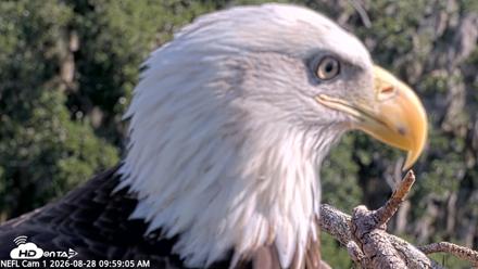 NE Florida Eagles Live Webcam - Aug 28, 2026, 9:59am EDT