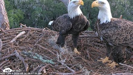 NE Florida Eagles Live Webcam - Aug 30, 2026, 6:58am EDT