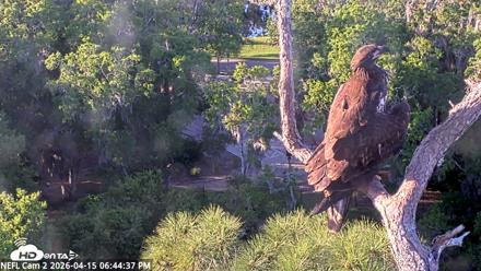 NE Florida Eagles Live Webcam - Apr 15, 2026, 6:45pm EDT