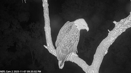 NE Florida Eagles Live Webcam - Nov 7, 2025, 9:35pm EST