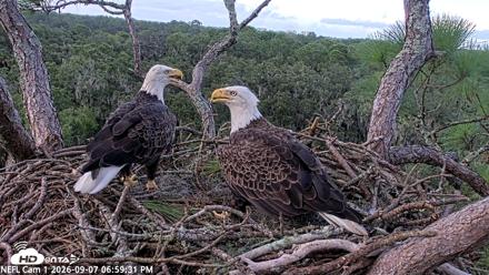 NE Florida Eagles Live Webcam - Sep 7, 2026, 7:00pm EDT