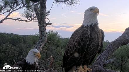 NE Florida Eagles Live Webcam - Oct 11, 2026, 7:31am EDT