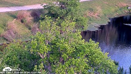 NE Florida Eagles Live Webcam - Apr 26, 2026, 6:54pm EDT