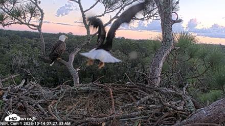 NE Florida Eagles Live Webcam - Oct 14, 2026, 7:28am EDT