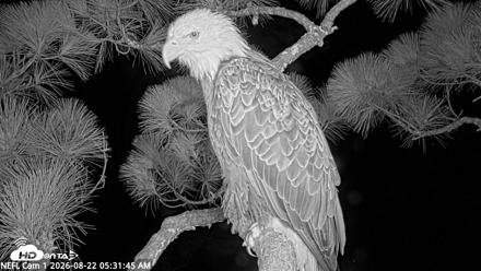 NE Florida Eagles Live Webcam - Aug 22, 2026, 5:32am EDT