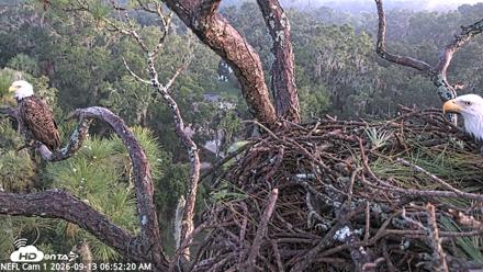NE Florida Eagles Live Webcam - Sep 13, 2026, 6:53am EDT
