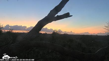 NE Florida Eagles Live Webcam - May 20, 2026, 6:01am EDT