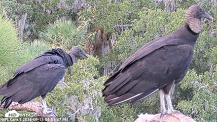 NE Florida Eagles Live Webcam - Sep 13, 2026, 4:52pm EDT