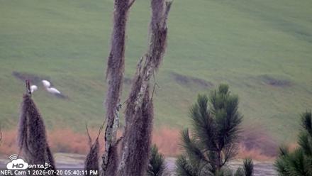 NE Florida Eagles Live Webcam - Jul 20, 2026, 5:41pm EDT