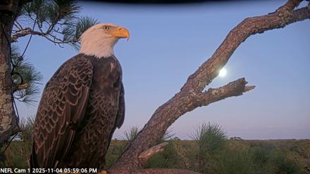 NE Florida Eagles Live Webcam - Nov 4, 2025, 5:59pm EST
