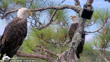 NE Florida Eagles Live Webcam - Sep 4, 2026, 10:29am EDT