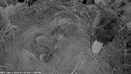 NE Florida Eagles Live Webcam - Jan 29, 2026, 6:11pm EST