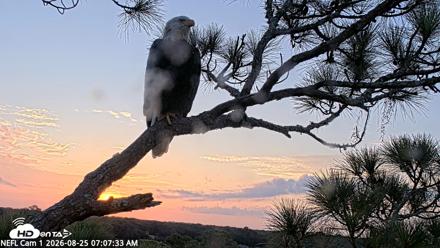 NE Florida Eagles Live Webcam - Aug 25, 2026, 7:08am EDT