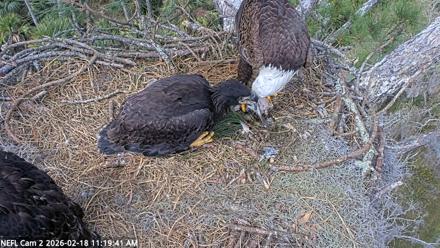 NE Florida Eagles Live Webcam - Feb 18, 2026, 11:20am EST