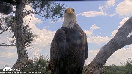 NE Florida Eagles Live Webcam - May 13, 2026, 11:10am EDT