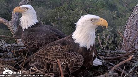 NE Florida Eagles Live Webcam - Oct 23, 2026, 6:56pm EDT