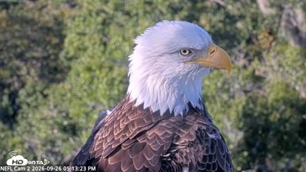 NE Florida Eagles Live Webcam - Sep 26, 2026, 5:14pm EDT