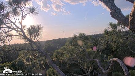 NE Florida Eagles Live Webcam - Jun 24, 2026, 7:35pm EDT