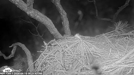 NE Florida Eagles Live Webcam - Apr 19, 2026, 8:23pm EDT