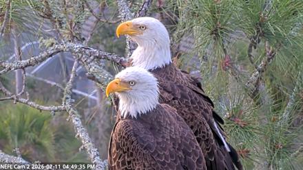NE Florida Eagles Live Webcam - Feb 11, 2026, 4:50pm EST