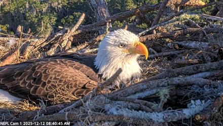 NE Florida Eagles Live Webcam - Dec 12, 2025, 8:41am EST