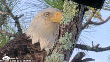 NE Florida Eagles Live Webcam - Sep 7, 2026, 8:05am EDT
