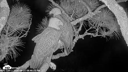 NE Florida Eagles Live Webcam - Apr 25, 2026, 8:47pm EDT