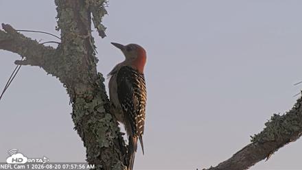 NE Florida Eagles Live Webcam - Aug 20, 2026, 7:58am EDT