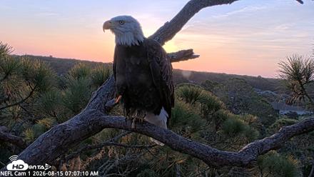 NE Florida Eagles Live Webcam - Aug 15, 2026, 7:07am EDT