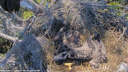 NE Florida Eagles Live Webcam - Feb 6, 2026, 1:10pm EST