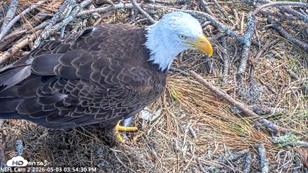 NE Florida Eagles Live Webcam - May 3, 2026, 3:56pm EDT